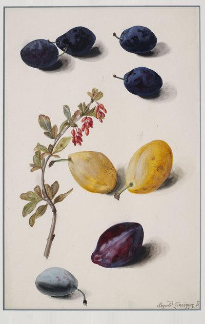 Fruits by Leopold Zinnogger